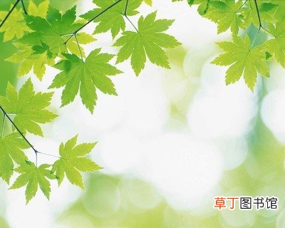 全国树叶变绿地图出炉-