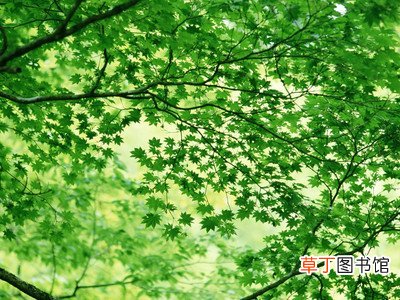 全国树叶变绿地图出炉-