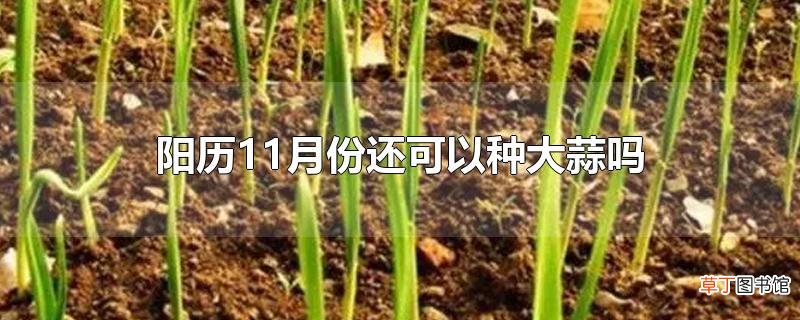 阳历11月份还可以种大蒜吗