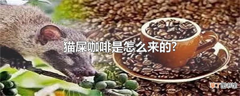 猫屎咖啡是怎么来的?