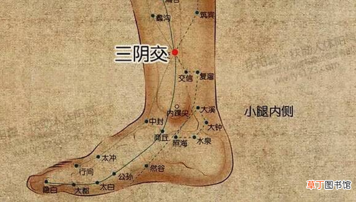 三阴交的位置在哪里？