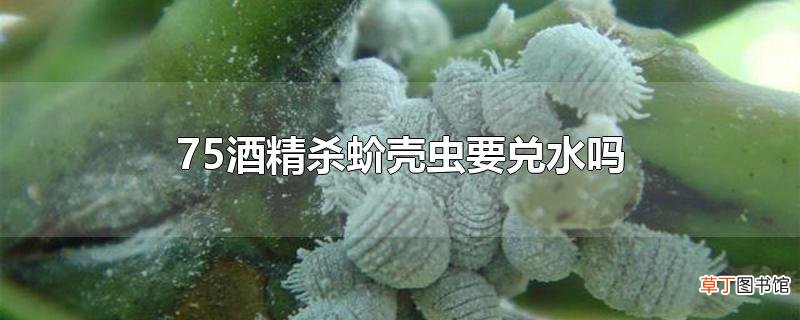 75酒精杀蚧壳虫要兑水吗