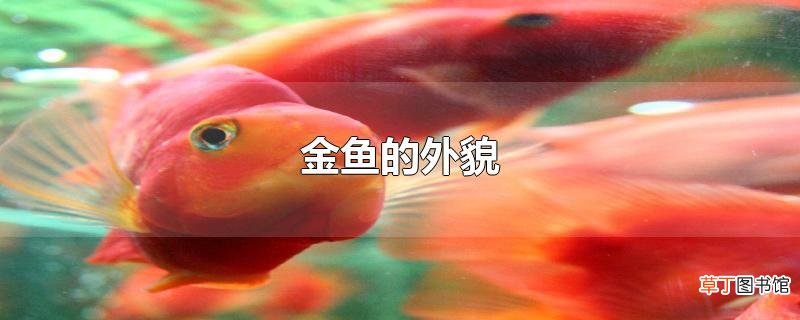 金鱼的外貌