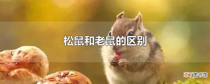 松鼠和老鼠的区别