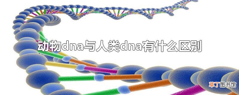 动物dna与人类dna有什么区别