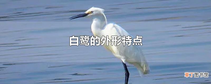 白鹭的外形特点