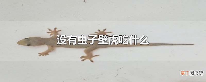 没有虫子壁虎吃什么