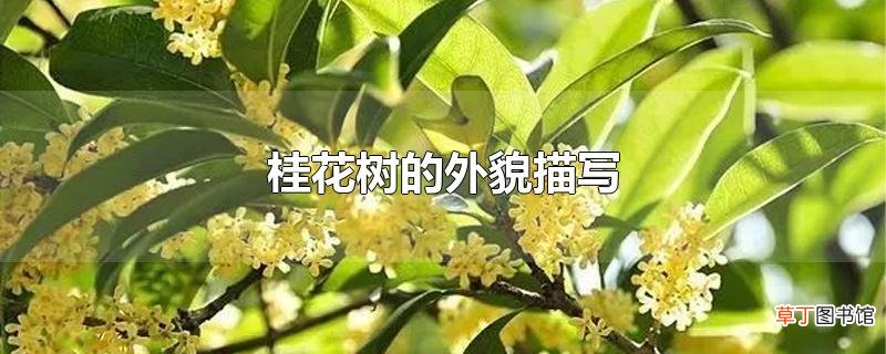桂花树的外貌描写