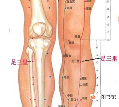 足三里的准确位置及功效是怎样的？