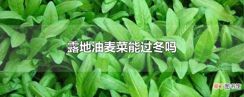 露地油麦菜能过冬吗
