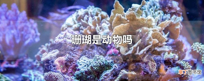 珊瑚是动物吗