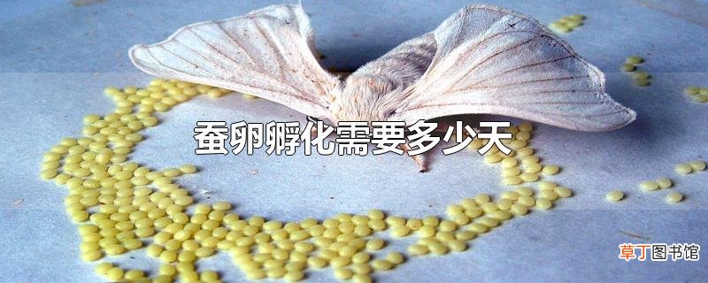 蚕卵孵化需要多少天