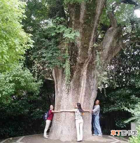 世界上唯一用钞票当柴烧的国家？