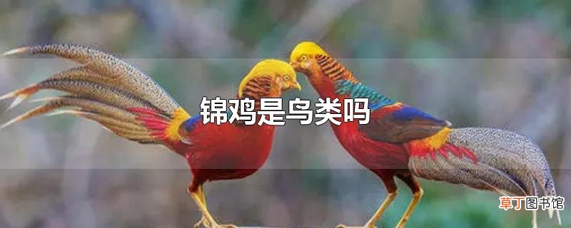 锦鸡是鸟类吗