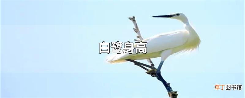 白鹭身高