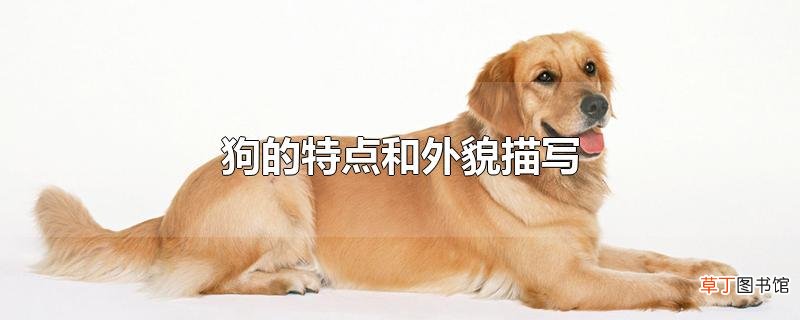 狗的特点和外貌描写