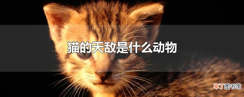 猫的天敌是什么动物