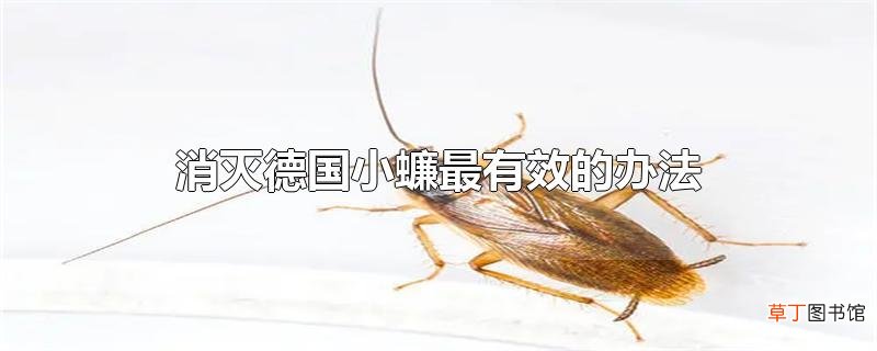 消灭德国小蠊最有效的办法