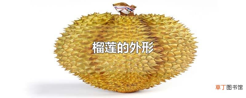 榴莲的外形