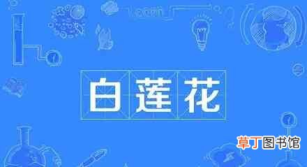 白莲花是什么意思?白莲花不好当