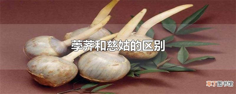 荸荠和慈姑的区别