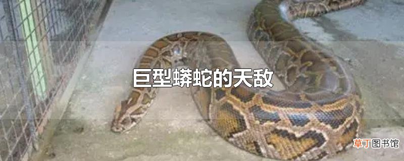 巨型蟒蛇的天敌