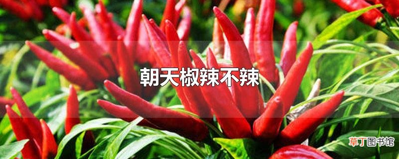 朝天椒辣不辣