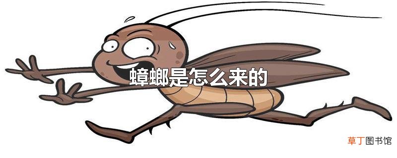 蟑螂是怎么来的