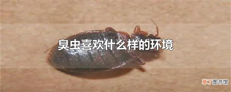臭虫喜欢什么样的环境