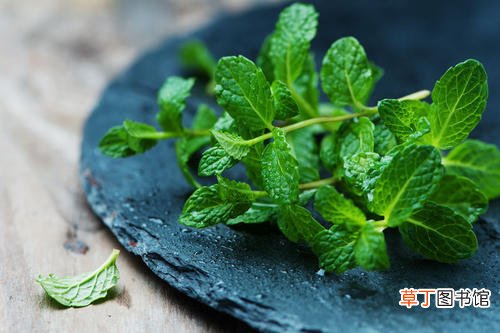 薄荷为什么会有清凉的感觉？