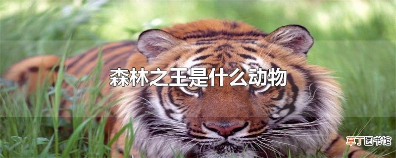 森林之王是什么动物
