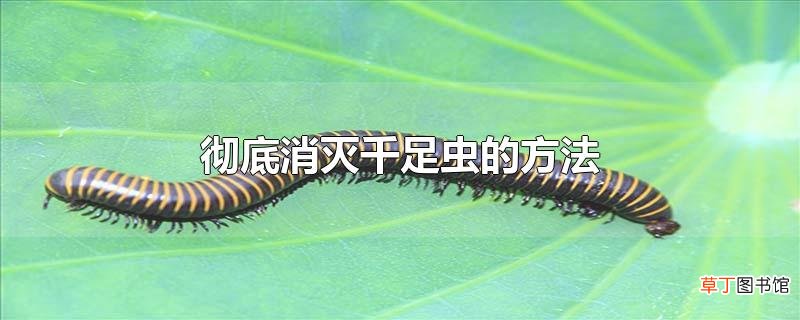 彻底消灭千足虫的方法