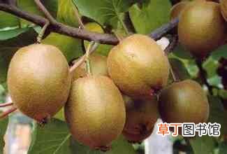 奥利给是什么意思?