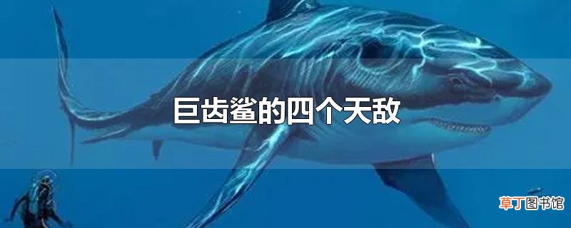 巨齿鲨的四个天敌