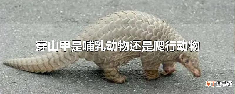 穿山甲是哺乳动物还是爬行动物