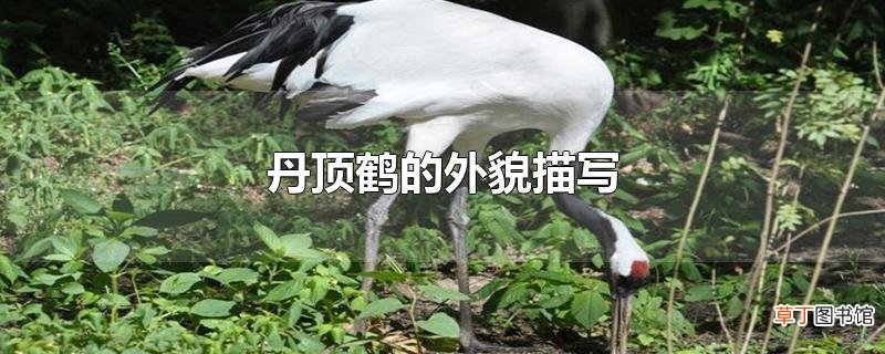 丹顶鹤的外貌描写