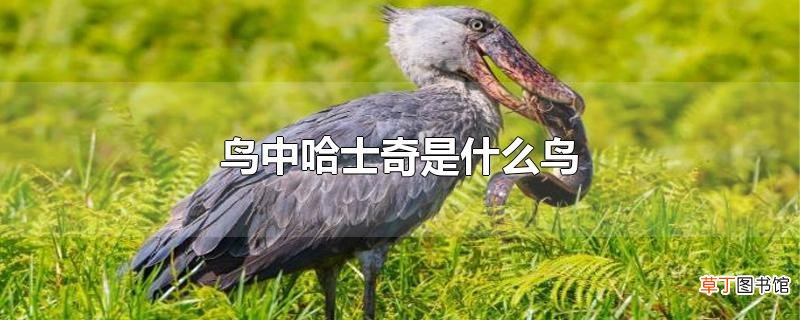 鸟中哈士奇是什么鸟