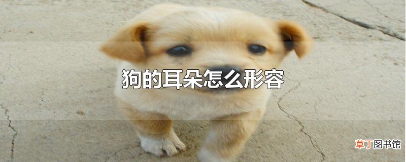 狗的耳朵怎么形容