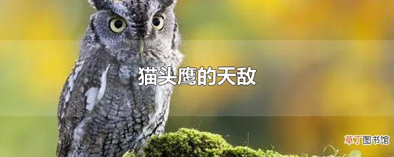 猫头鹰的天敌