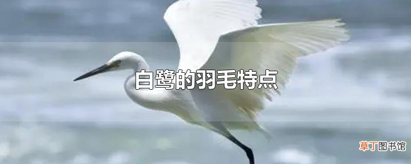 白鹭的羽毛特点