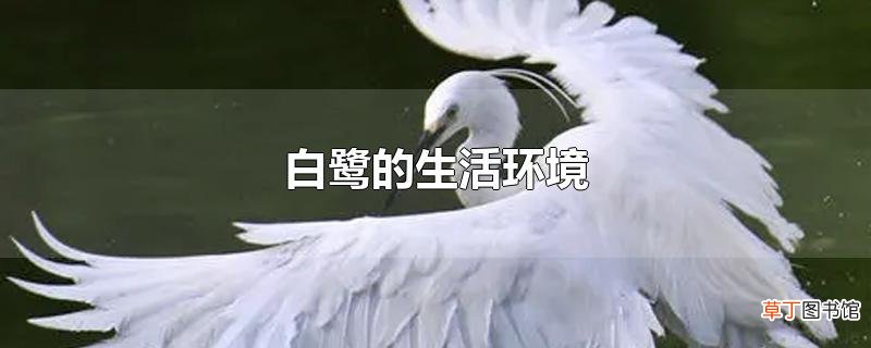 白鹭的生活环境