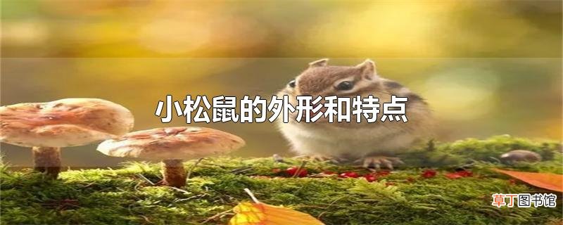 小松鼠的外形和特点