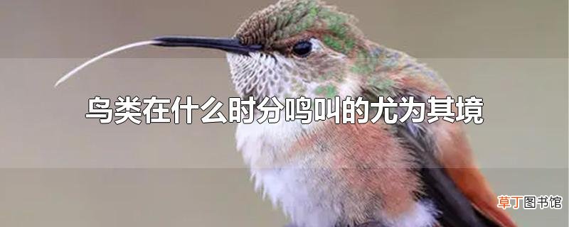 鸟类在什么时分鸣叫的尤为其境