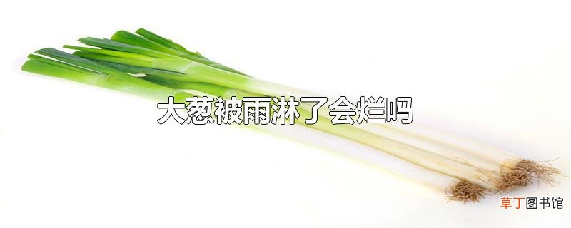大葱被雨淋了会烂吗