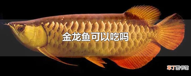 金龙鱼可以吃吗