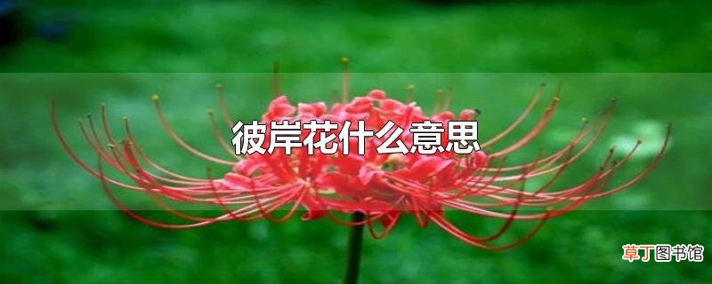 彼岸花什么意思