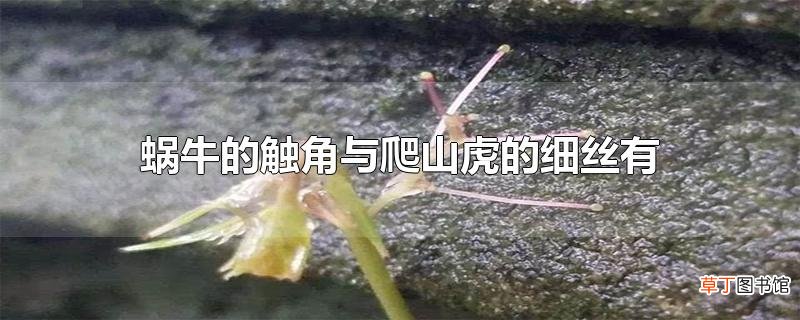 蜗牛的触角与爬山虎的细丝有什么相似之处