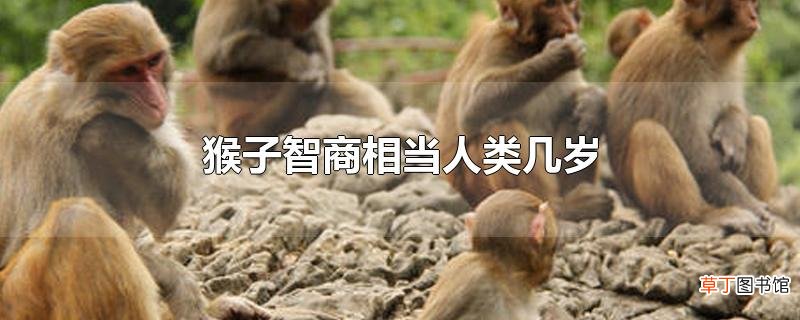 猴子智商相当人类几岁