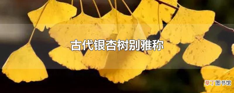 古代银杏树别雅称
