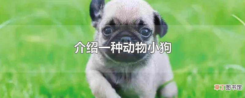 介绍一种动物小狗